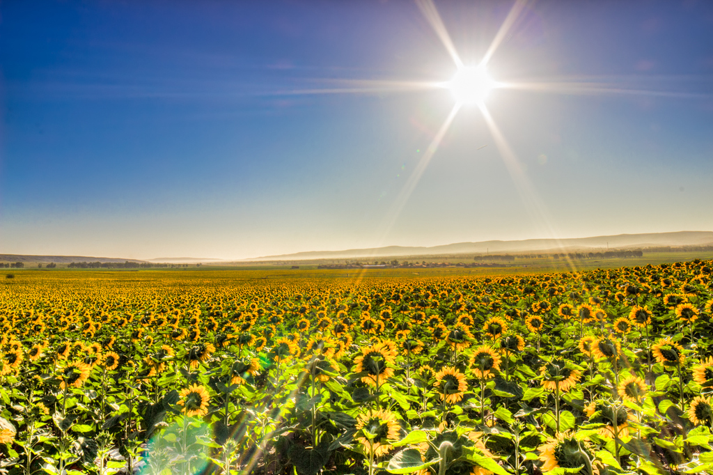 今日芒種丨日漸熱烈的夏日陽光，當然選擇用來